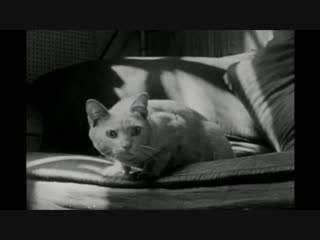 the private life of a cat (1944) alexander hackenschmid, maya deren