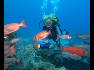 coral paradise / impressionen unter wasser (2002) leni riefenstahl / leni riefenstahl (species film)